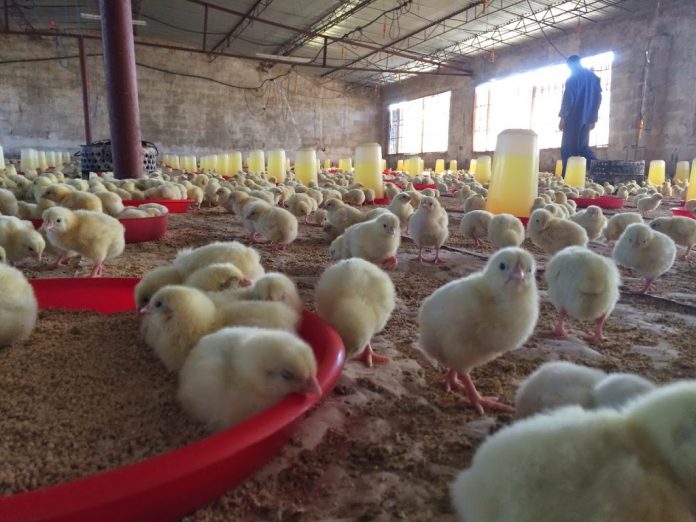 Poultry farm manager wanted at Sh. 60,000 monthly salary NewsDay Kenya