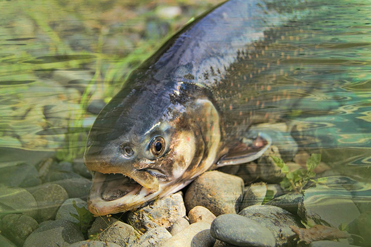 Avoid These Foods, Stay Away From Cancer 1 Farmed salmon