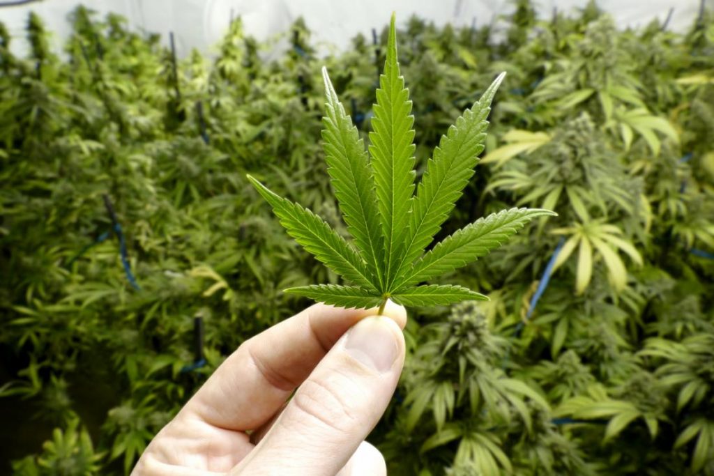 a man holding a marijuana leaf