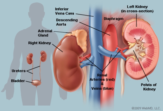 Kidney2