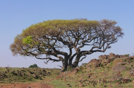 kenya ear fight tree man over loses newsday