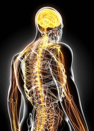 The Nature of Our Nervous Systems - NewsDay Kenya