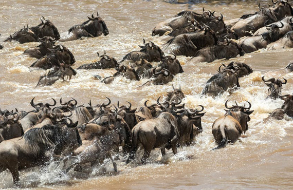 Maasai Mara Camp Build In The Way Of Wild Beast Migration Blocking The  Animals Shocks The World - NewsDay Kenya