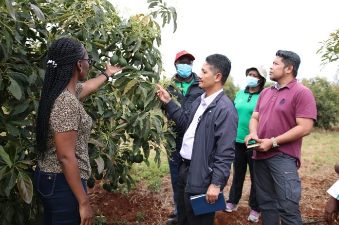 Kakuzi-Technical-Manager-Grace-Njeru-left-conducts-Malaysian-Plant-Health-Auditors-Sharipuddin-Halidi-and-Mohd-Sanusi-on-an-orchard-inspection-exercise-.jpg