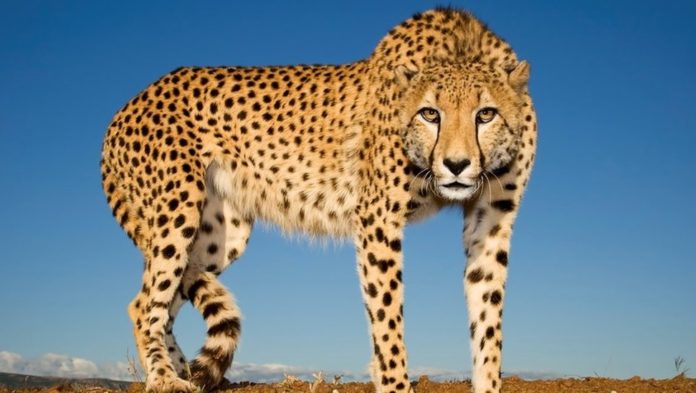 cheetah.jpg