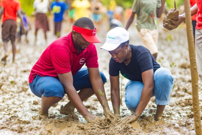 mangrove reafforestation