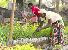 Trees improve agricultural productivity and household incomes in Homa Bay - Newsday Kenya