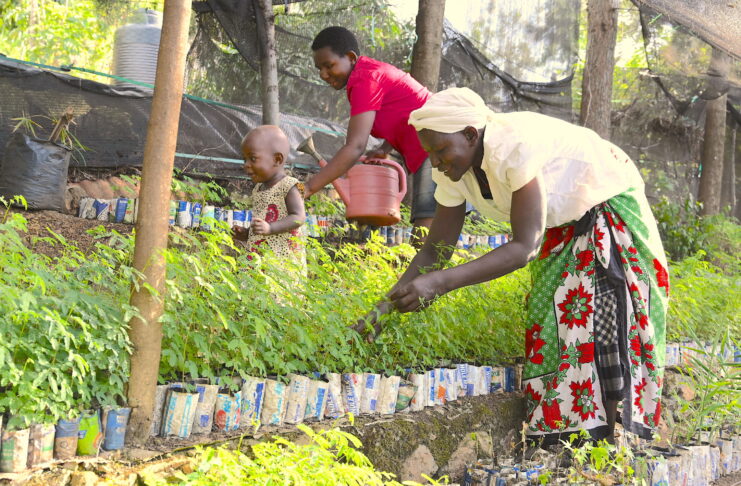 Trees improve agricultural productivity and household incomes in Homa Bay - Newsday Kenya