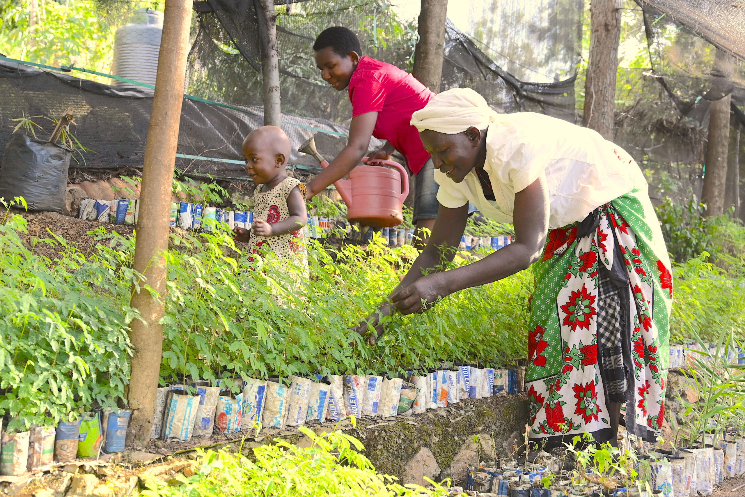 Trees improve agricultural productivity and household incomes in Homa Bay - Newsday Kenya
