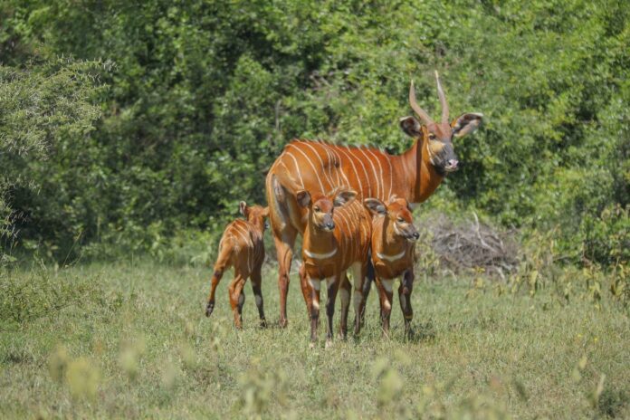 Mount Kenya Wildlife