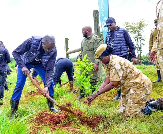 plant trees