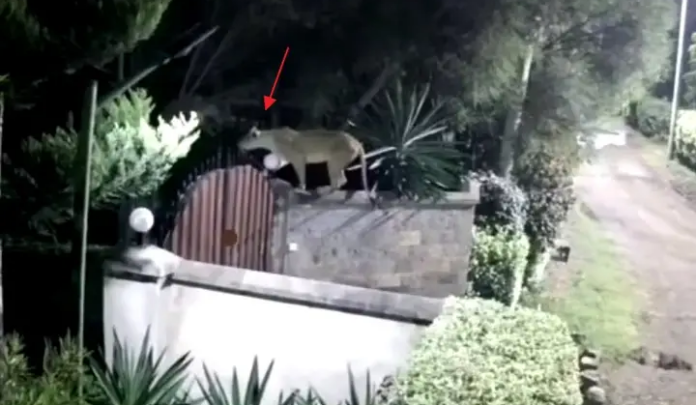 Screenshot_20240522-111104 A stray lion is captured invading a residence and killing a dog in Nazarene estate, Rongai.
