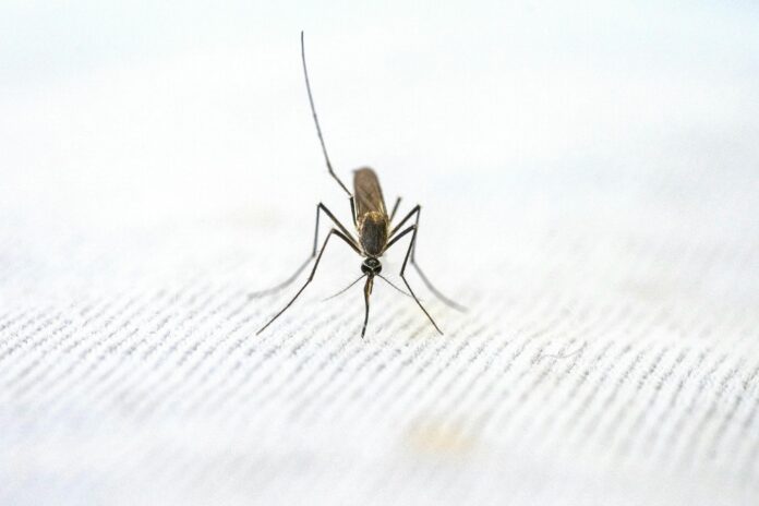 Defeating malaria