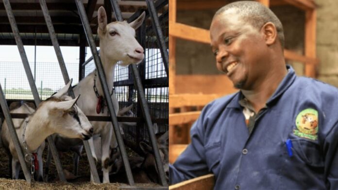 Robert Macharia: Nairobi Farmer Who Went From Being Jobless to Making Ksh 5,000 Per Day From Goat Milk