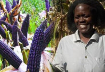 Gentrix Naliaka: Bungoma Farmer Finds Success in Purple Maize Farming After Ditching White Maize
