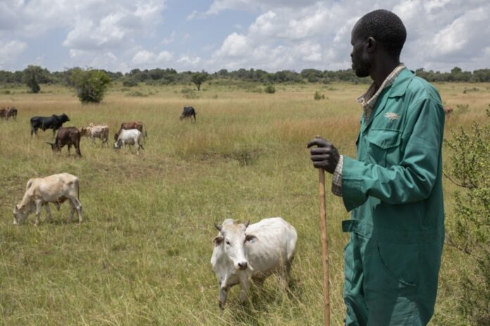 Sustainable livestock