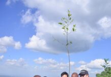 Beyond planting: LG and partners achieve high tree survival rate in Ngong hills ecosystem
