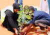 Kenya targets 17.24M trees in Mazingira Day campaign